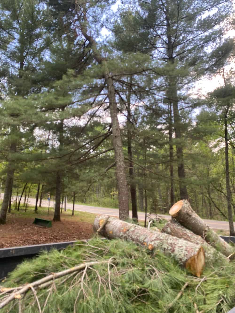 Tree Removal image