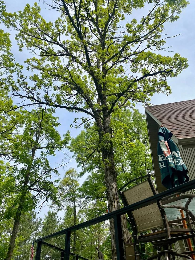 Certified Arborists & Horticulturists's image
